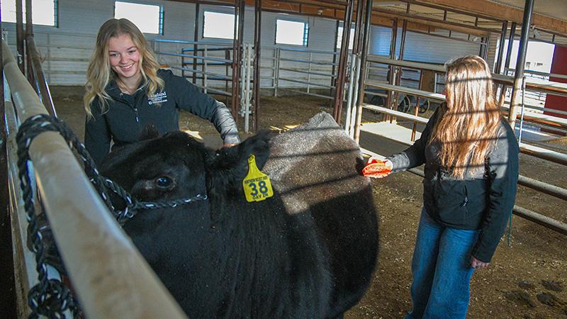 Brooklyn Van Sickle brushes 2N, the heifer that the purebred SMF unit sold at consignment.