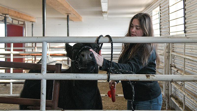 Kay Lee Zbudovski with 2N in the cow/calf barn.