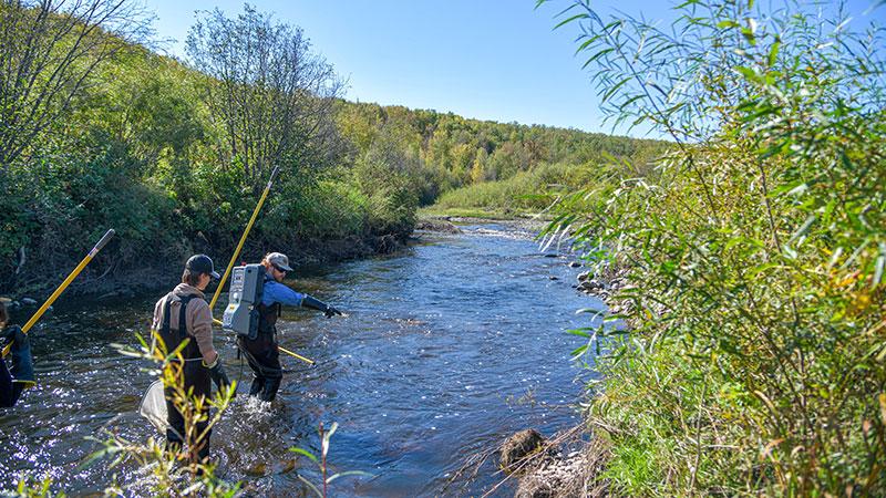 Environmental Sciences students walking upriver during an electrofishing lab